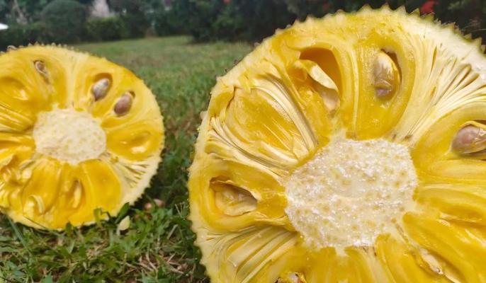 菠萝蜜叶子发黄的可能原因是什么？