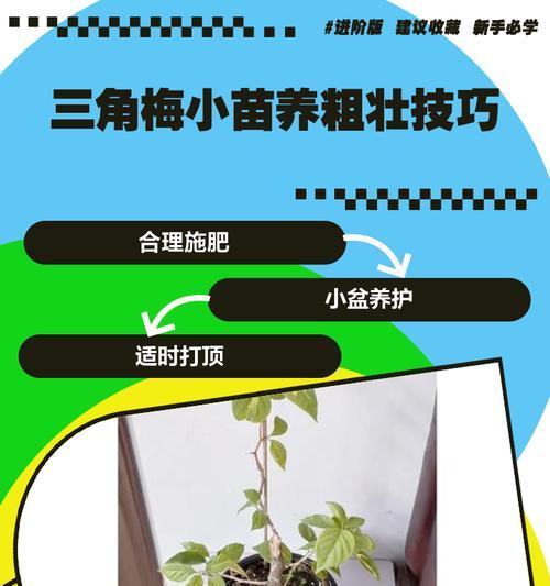 高脚三角梅的种植方法是什么？有哪些注意事项？