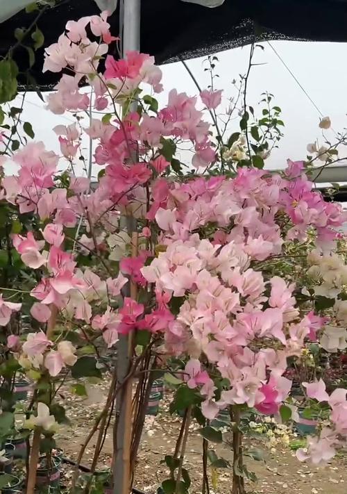 高脚三角梅的种植方法是什么？有哪些注意事项？