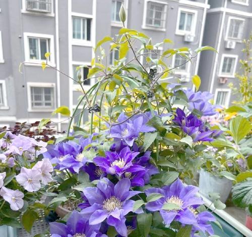 铁线莲正确的埋植方法是什么？
