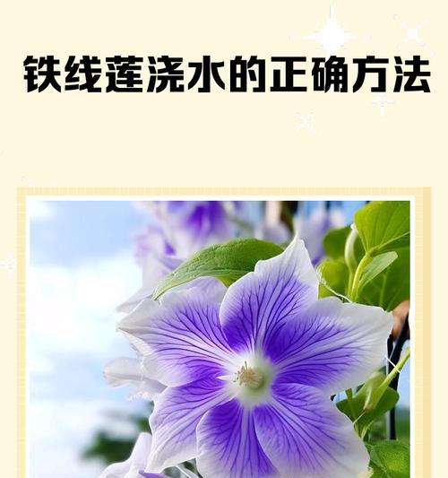 铁线莲正确的埋植方法是什么？