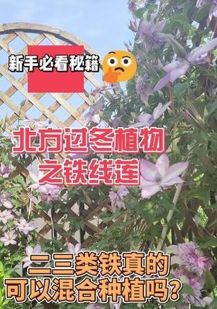 二类铁线莲冬季修剪过冬方法是什么？
