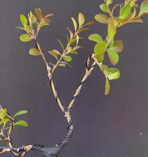 盆景定型圆圈制作方法是什么？如何正确使用？