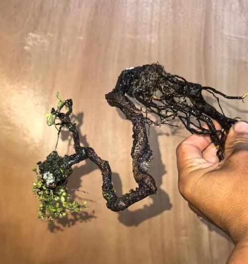 大根的观赏植物有哪些？如何选择和养护？