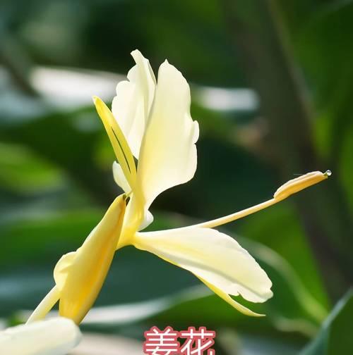 大根的观赏植物有哪些？如何选择和养护？