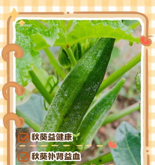 湖南地区秋葵的最佳播种时间是什么时候？