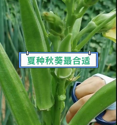 湖南地区秋葵的最佳播种时间是什么时候？