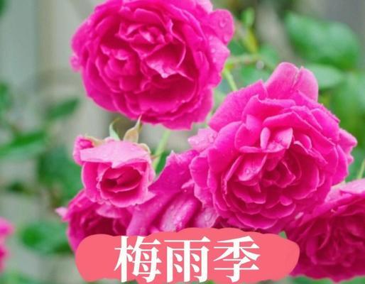 月季梅雨季节施肥的正确方式是什么？