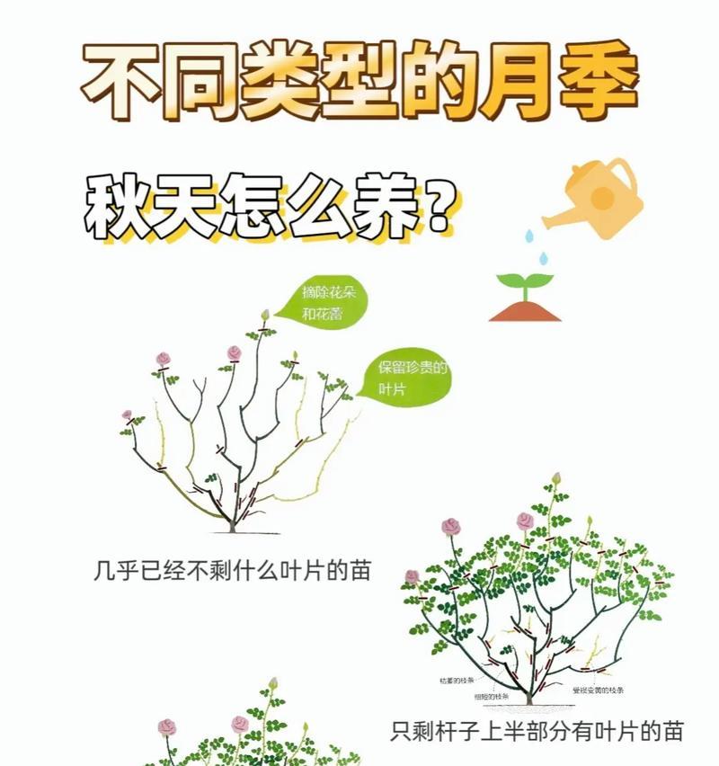 月季梅雨季节施肥的正确方式是什么？