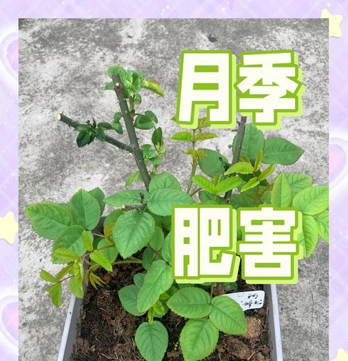 月季梅雨季节施肥的正确方式是什么？