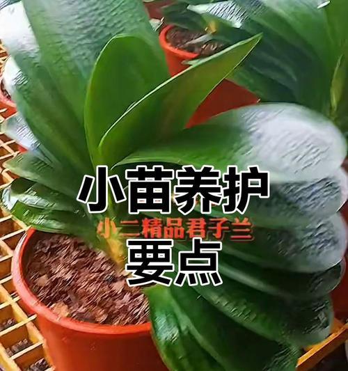 裸根君子兰苗的养护技巧是什么？