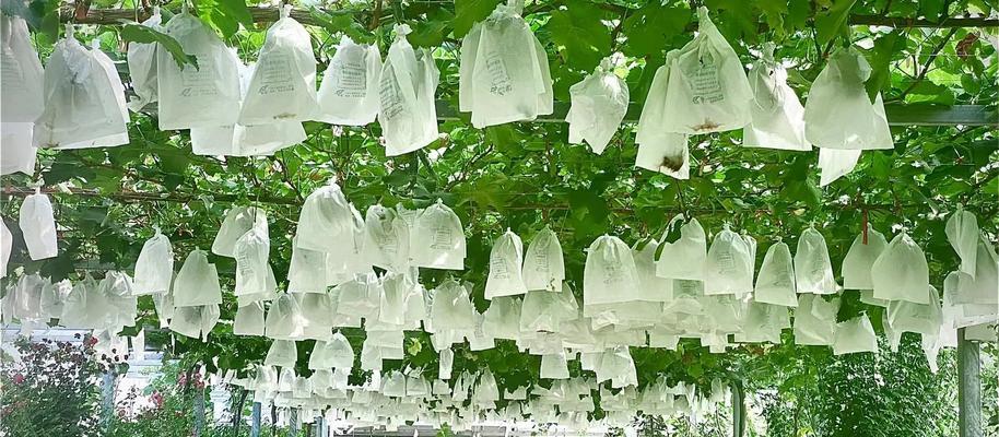 蟠桃辟雨栽培的关键技术是什么？