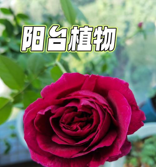 养月季怎么选土质？月季生长需要什么样的土壤？