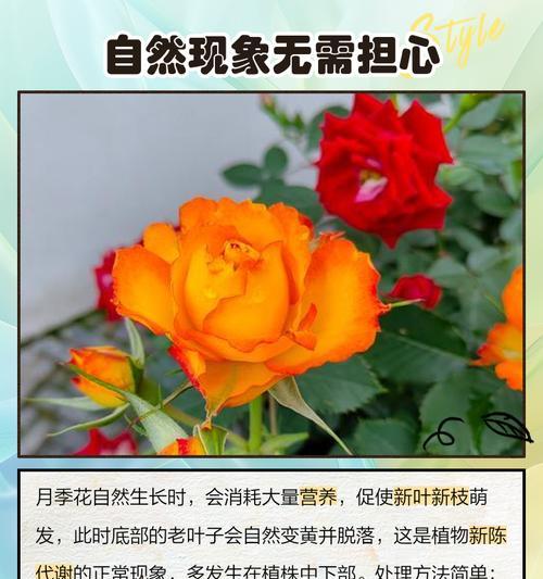 花苗叶子发黄枯萎的常见原因及解决方法是什么？