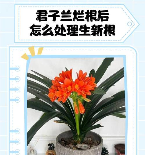 君子兰烂根用什么洗水？如何处理君子兰烂根问题？