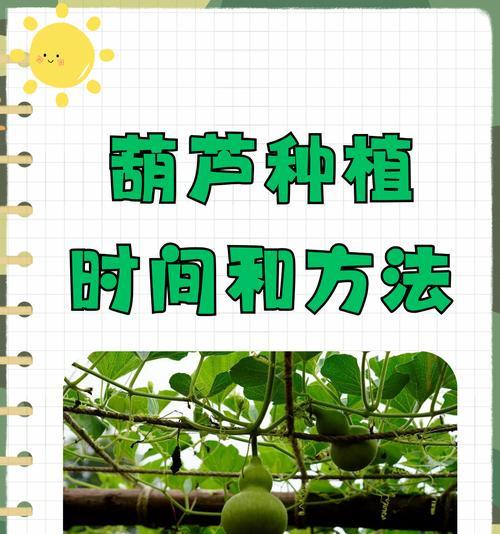 盆栽小葫芦叶子发黄干枯的解决方法？