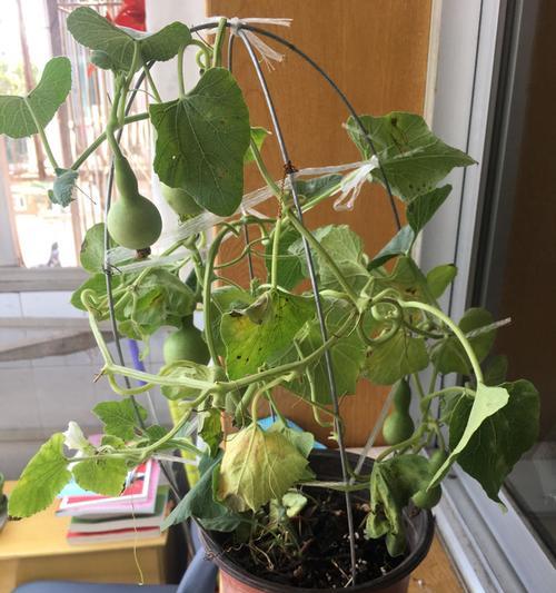 盆栽小葫芦叶子发黄干枯的解决方法？
