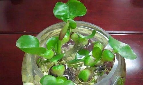 盆栽小葫芦叶子发黄干枯的解决方法？