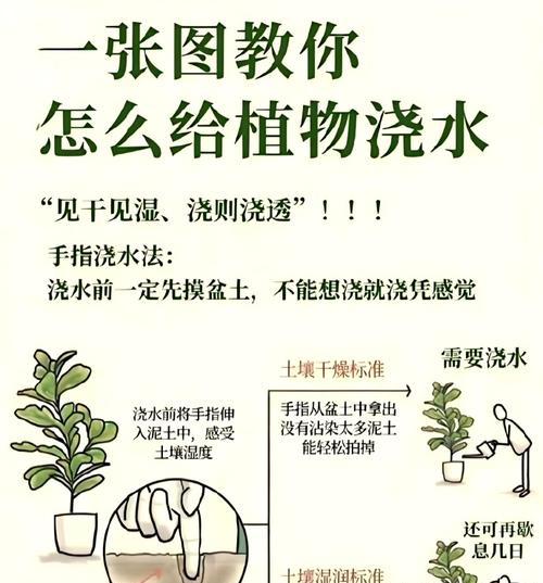 如何正确给玉桂浇水？