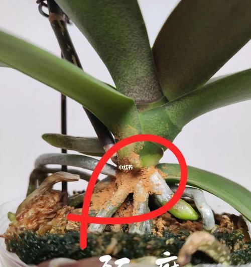 如何正确给玉桂浇水？