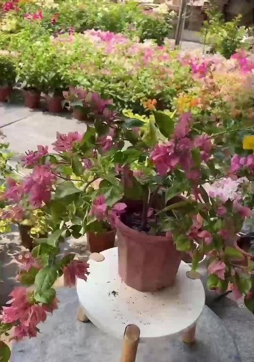 天竺葵开花稀疏的解决方法是什么？