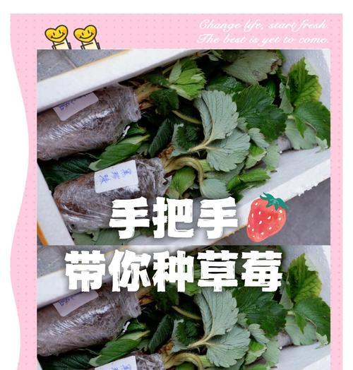 草莓播种的最佳时间是什么时候？