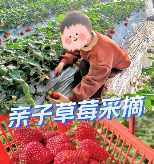 草莓播种的最佳时间是什么时候？