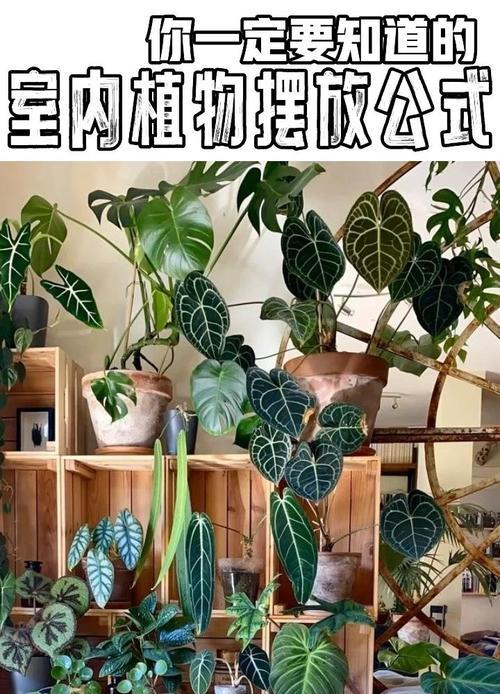 房间适合哪些观赏植物？如何选择？