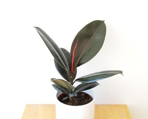 房间适合哪些观赏植物？如何选择？