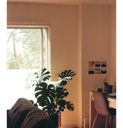 房间适合哪些观赏植物？如何选择？