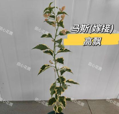 三角梅爬藤：高飘品种如何管理？