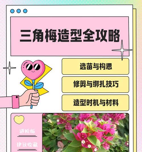 三角梅孔雀造型怎么做？三角梅修剪造型技巧是什么？