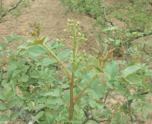 无根生菜栽培的关键技术是什么？