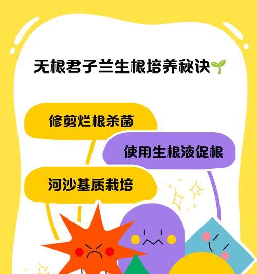 无根生菜栽培的关键技术是什么？