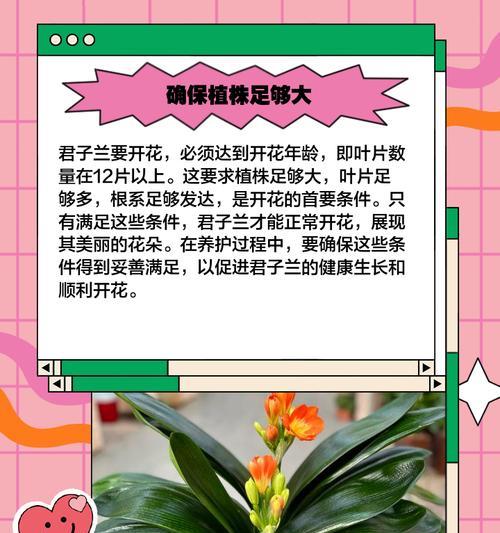 矮小直立君子兰的养护秘诀？