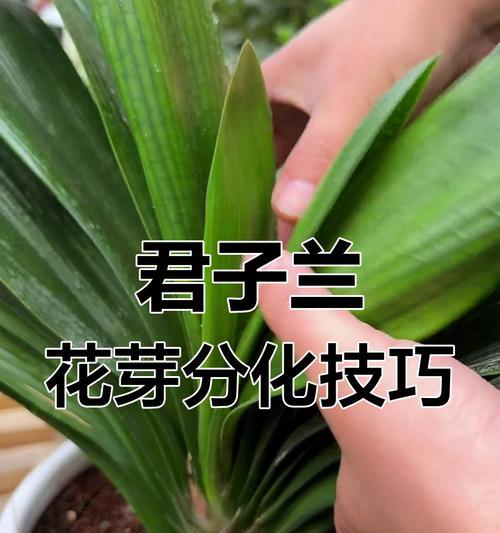 矮小直立君子兰的养护秘诀？