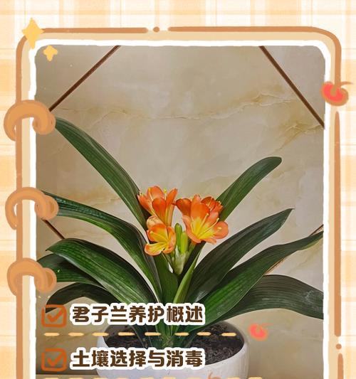 矮小直立君子兰的养护秘诀？