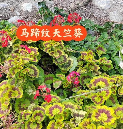 天竺葵直立开花苗的养护方法是什么？如何促进其生长？