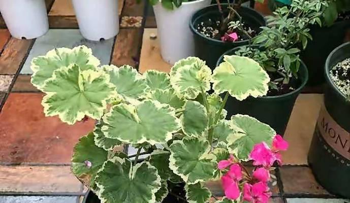 天竺葵直立开花苗的养护方法是什么？如何促进其生长？
