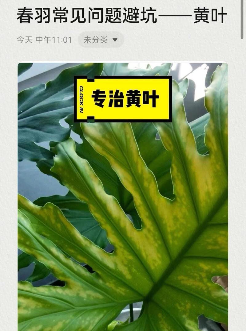 春羽新叶发黄的原因是什么？