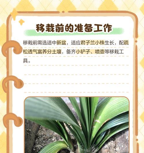 君子兰移栽的最佳根部状态是什么样的？什么样的根部适合移栽君子兰？