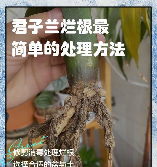 君子兰移栽的最佳根部状态是什么样的？什么样的根部适合移栽君子兰？