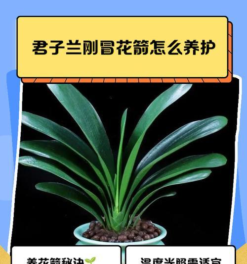 君子兰花箭初现时的特征有哪些？