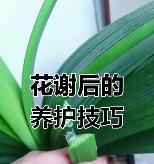 君子兰黄花观赏品种如何养护？需要注意什么？