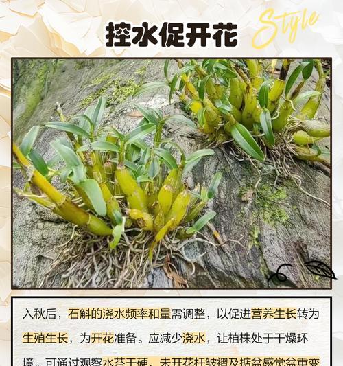 正确的浇水方法是什么？如何避免过度浇水？