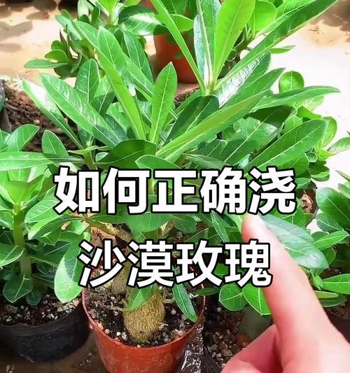 正确的浇水方法是什么？如何避免过度浇水？