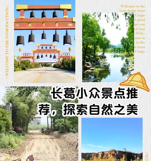 大龙山野生花卉有哪些？如何辨识和保护这些自然宝藏？