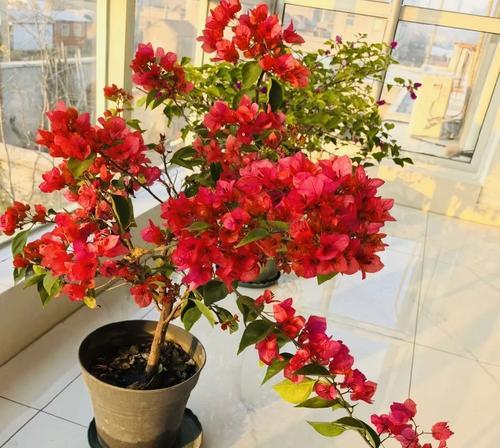 三角梅剪出飘花枝的技巧有哪些？