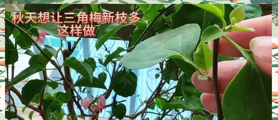 三角梅剪出飘花枝的技巧有哪些？