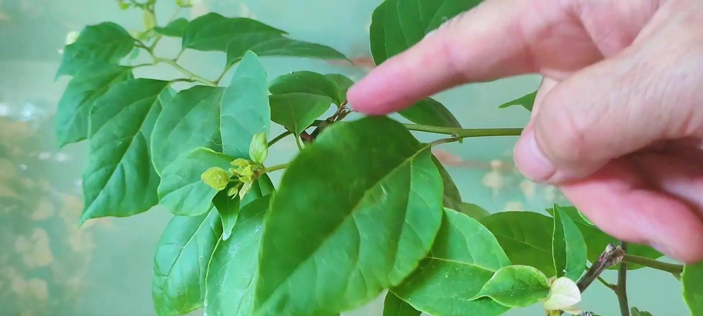 三角梅剪出飘花枝的技巧有哪些？